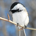 One more Chickadee, of course