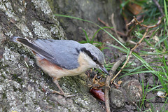 Kleiber mit Beute (Wilhelma)