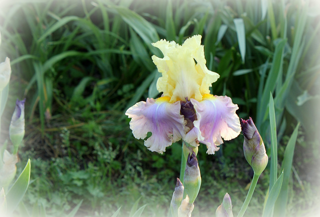 Iris Robe d'été (2)