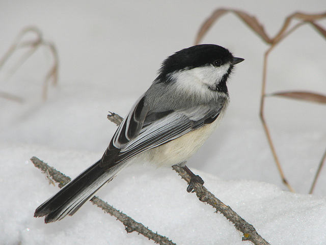 Winter pose