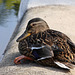 Ente (Wilhelma)