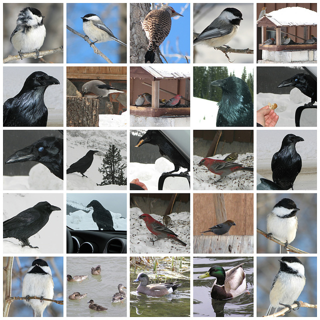 Birds of Alberta 2, page 6