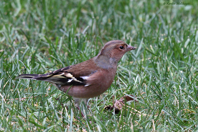 Buchfink (Wilhelma)