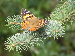 Painted Lady