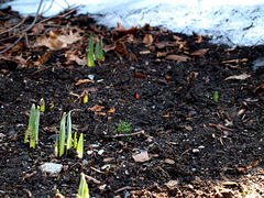 Daffs are Coming!