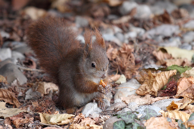 Eichhörnchen beim Essen (Wilhelma)