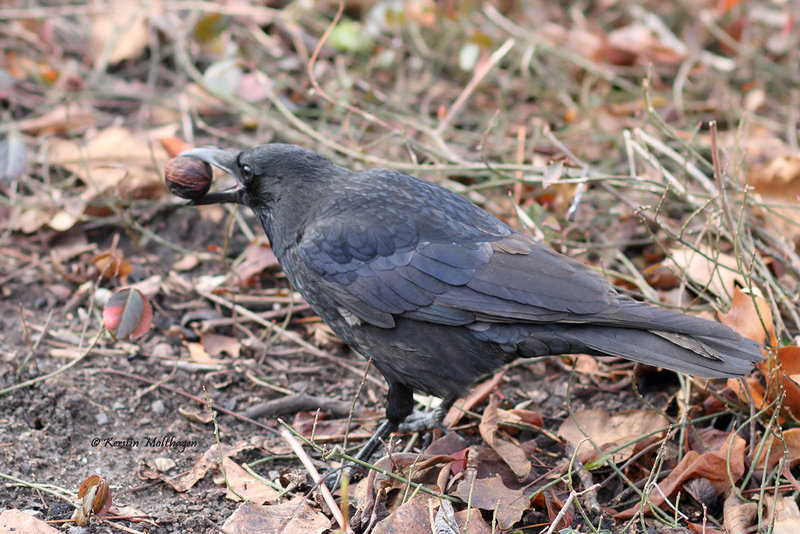 "Nutty" Crow II (Wilhelma)