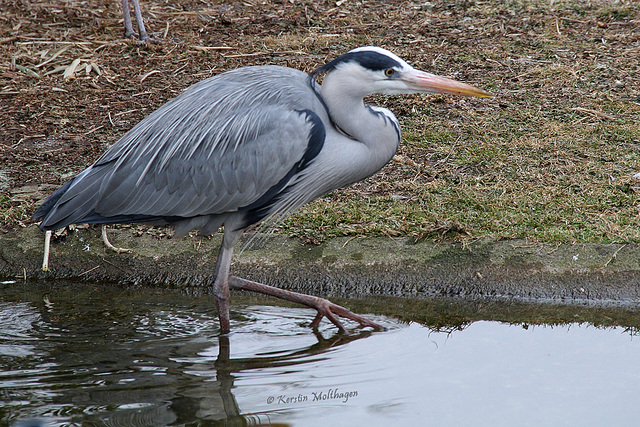 Reiher (Wilhelma)