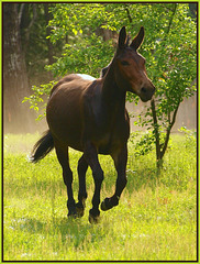 in the back pasture