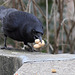 Another "Nutty" Crow VII (Wilhelma)
