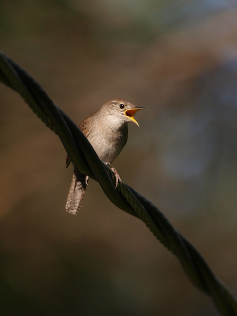 mad as a wet wren