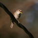 mad as a wet wren