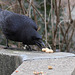 Another "Nutty" Crow II (Wilhelma)