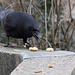 Another "Nutty" Crow I (Wilhelma)