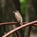 barn swallow