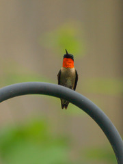 Mr. Ruby Throat