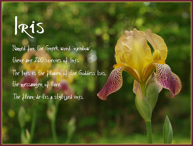 iris