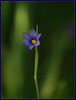 Blue-Eyed Grass