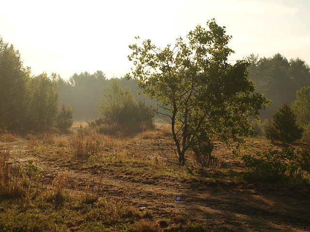 misty walk