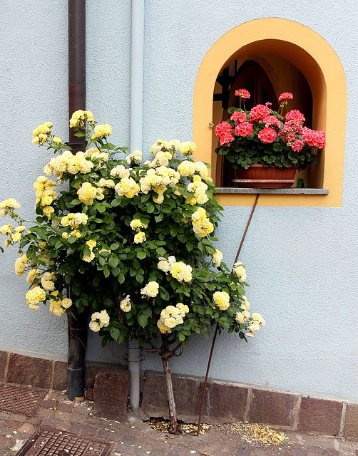 Rosen in einer kleinen Gasse  von Tramin