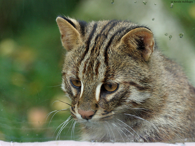 Amurkatze (Zoo Augsburg)