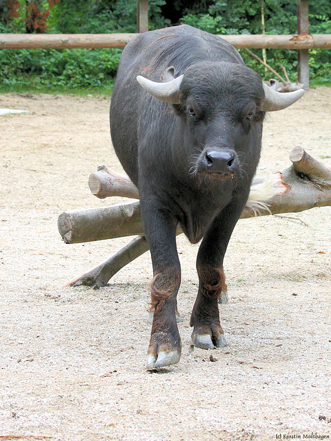 Wasserbüffel IV (Zoo Augsburg)