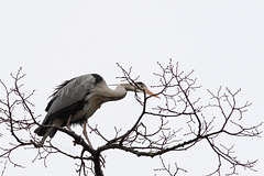 Reiher im Baum (Wilhelma)