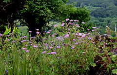 Geranium pyrenaïcum