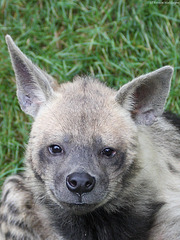 Streifenhyäne (Zoo Augsburg)