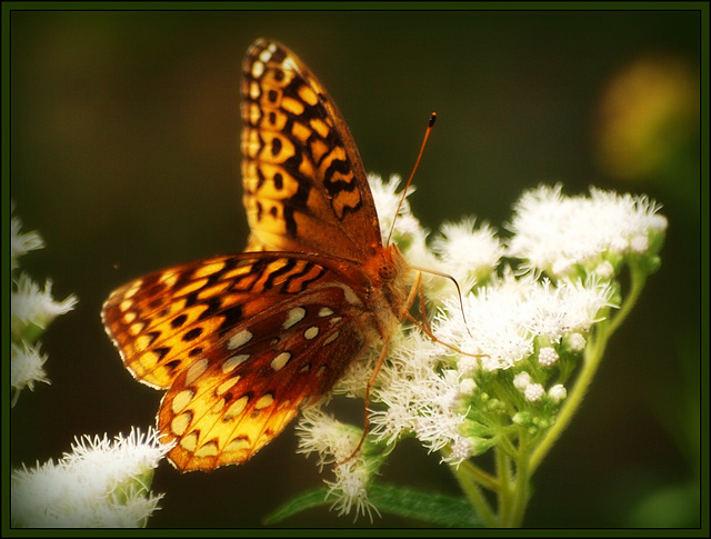 little brown butterfly