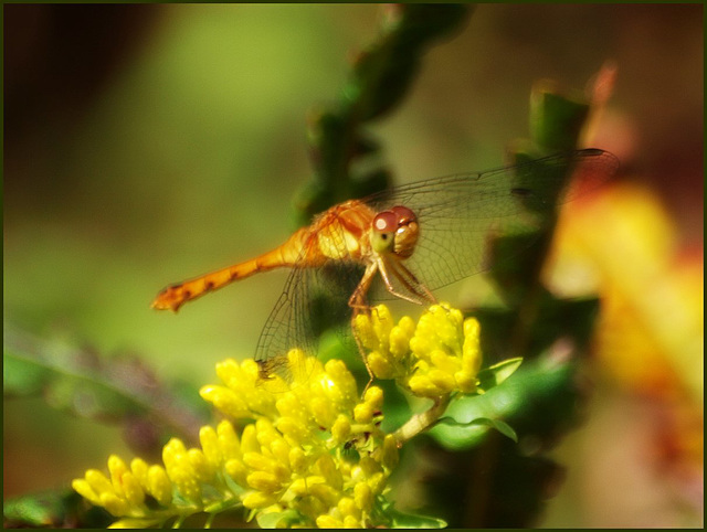 golden jewel