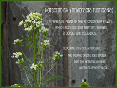 flowers of the horseradish