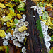 fungi in hatfield forest, essex