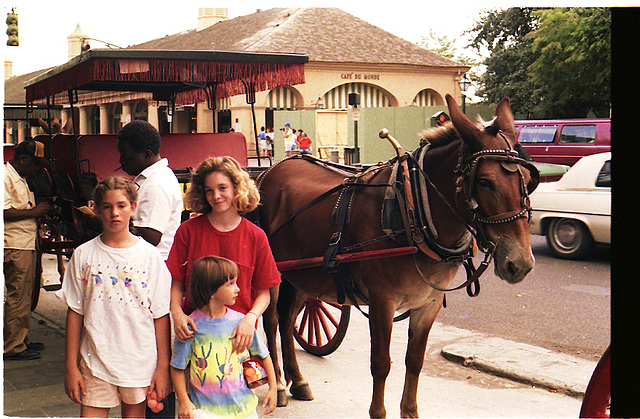 New Orleans, 1989. Getting Ready to take the tour de mule