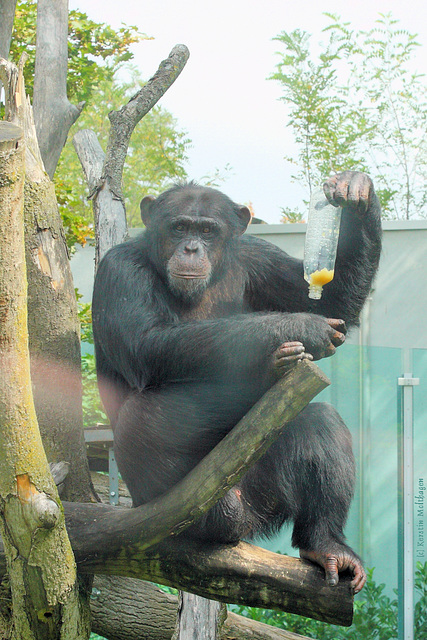 Das da ist meine Flasche. (Zoo Augsburg)