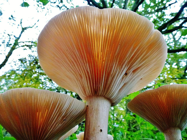 fungi in hatfield forest, essex