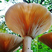 fungi in hatfield forest, essex