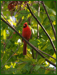 treetop crooner