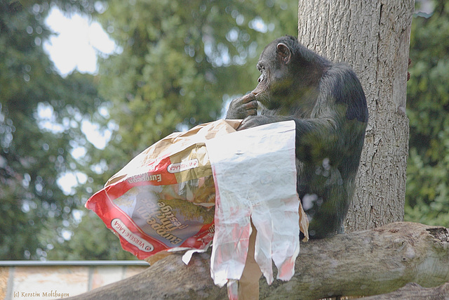 Untersuchung im Sack (Zoo Augsburg)