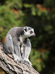 Katta (Zoo Augsburg)