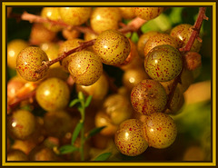 speckled berries