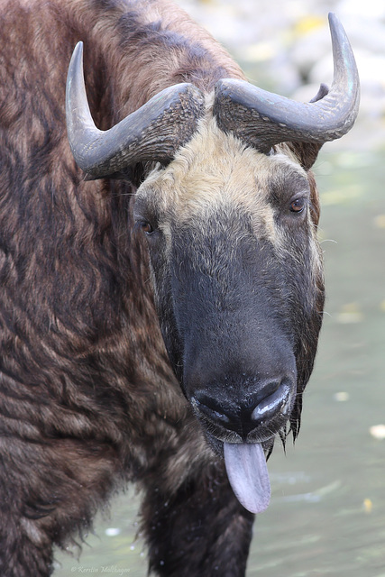 So ein Frechdachs!! (Zoo Augsburg)