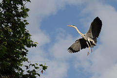 Landeanflug (Wilhelma)