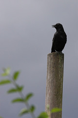 I'm a poor, lonesome crow ... (Wilhelma)