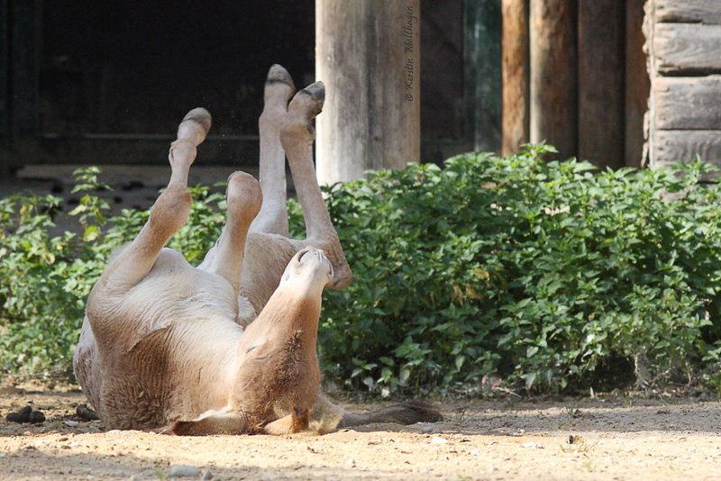 Junger Onager (Zoo Augsburg)