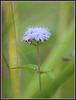 again, unknown - known!  Ageratum!