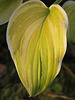 my newest hosta