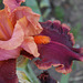 Impressionist (4)