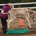 Another weekend, another Donkey & Mule show!