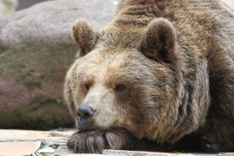 Braunbär (Zoo Augsburg)